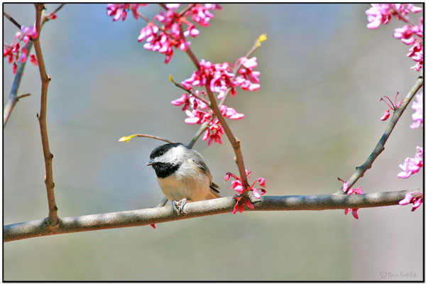 Carolina Chickadee (Poecile carolinensis) by Daves BirdingPix