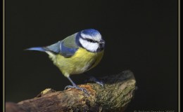 Lee’s One Word Monday –&nbsp;1/30/17