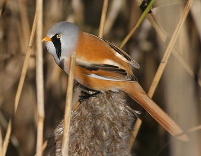 Bearded Reedling (Panurus biarmicus biarmicus) by Peter Ericsson male
