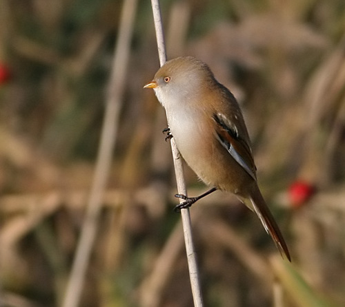 Bearded Reedling (Panurus biarmicus) female by Peter Ericsson