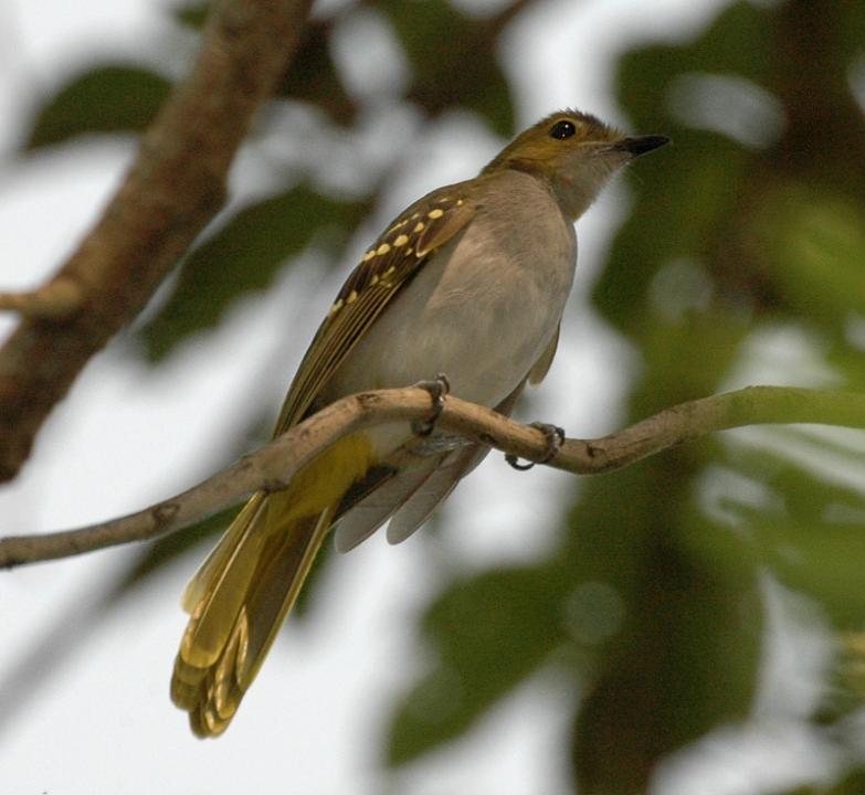 Western Nicator (Nicator chloris) by Tom Tarrant