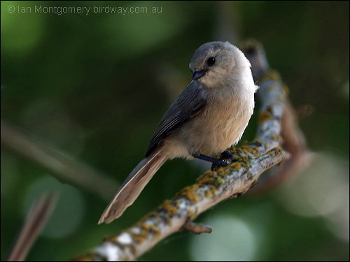 American Bushtit (Psaltriparus minimus) by Ian