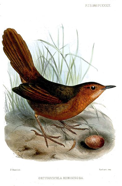 New Britain Thicketbird (Megalurulus grosvenori) Drawing ©WikiC (Ortygocichla Rubignosa)