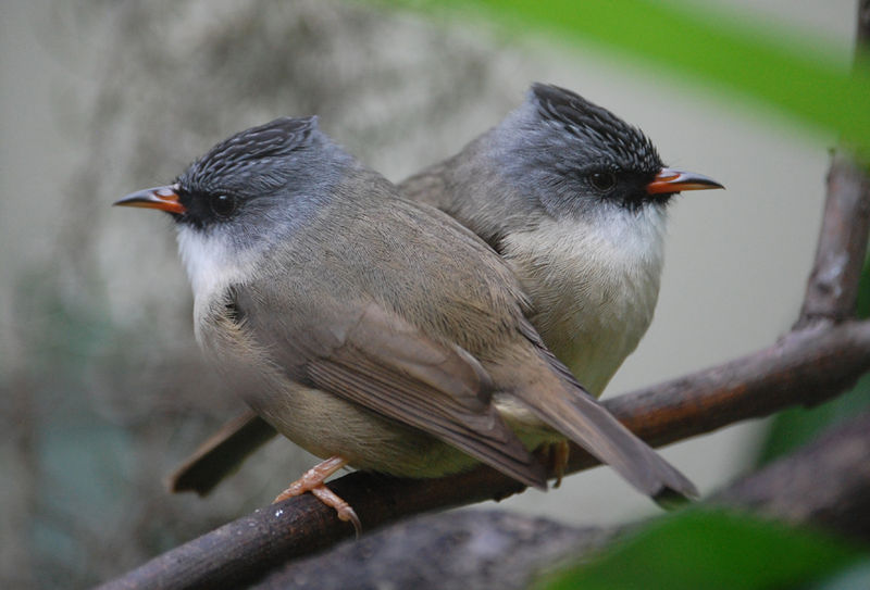Black-chinned Yuhina (Yuhina nigrimenta) ©WikiC