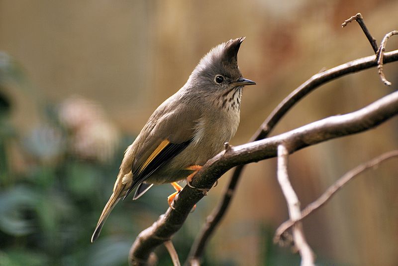 Stripe-throated Yuhina (Yuhina gularis) ©WikiC