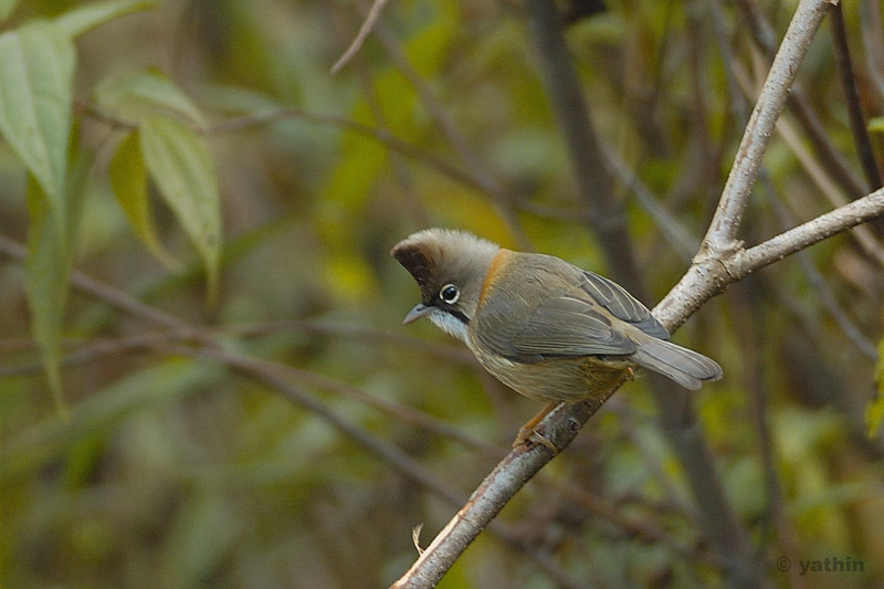 Whiskered Yuhina (Yuhina flavicollis) ©WikiC