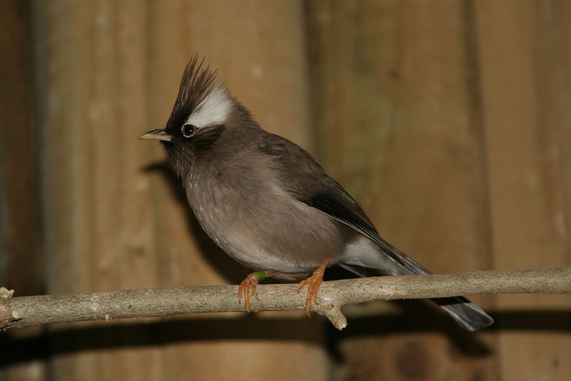 White-naped Yuhina (Yuhina bakeri) ©WikiC