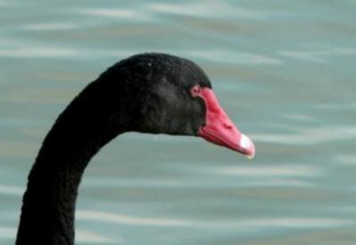 Black Swan Face by Lee at Lake Morton