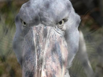 Shoebill by Lee - Closeup