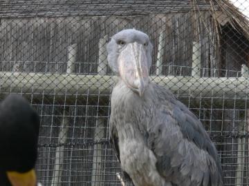 Shoebill by Lee at Lowry Park Zoo