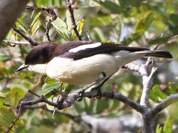 Southern Hyliota (Hyliota australis) © by Dave Appleton