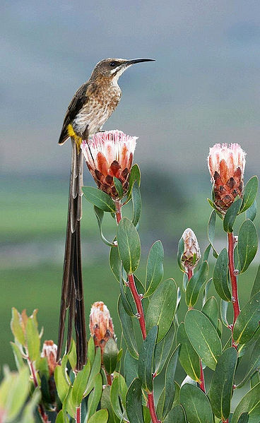 Cape Sugarbird (Promerops cafer) ©WikiC