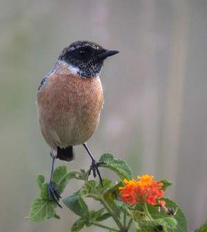 Siberian Stonechat (Saxicola maurus) by Peter Ericsson