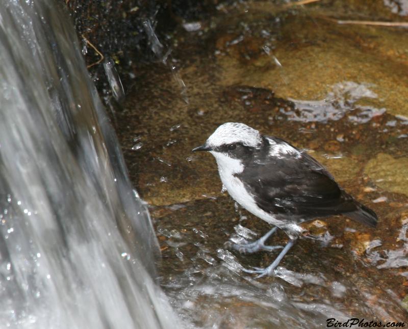 White-capped Dipper (Cinclus leucocephalus leuconotus) BirdPhotos-com