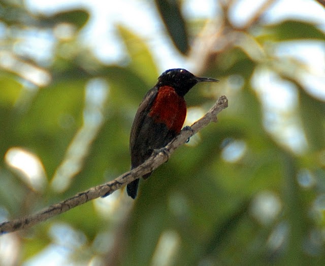 Purple-throated Sunbird (Leptocoma sperata) by MAMuin