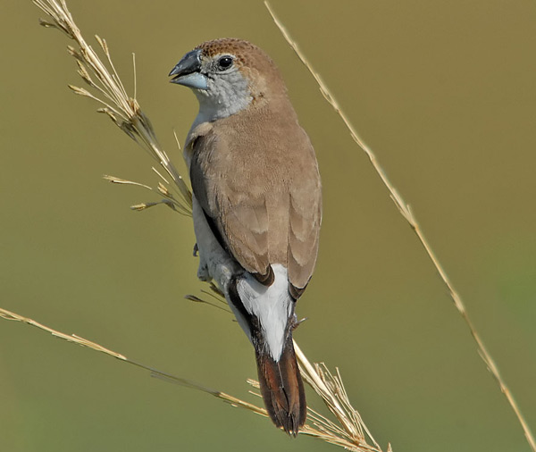 Indian Silverbill (Euodice malabarica) by Nikhil Devasar
