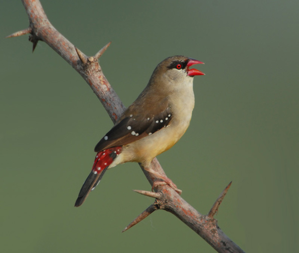Red Avadavat (Amandava amandava) by NikhilDevasar