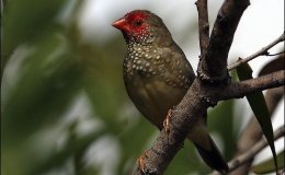 Sunday Inspiration – “Star” Birds