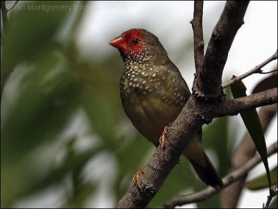 Star Finch (Neochmia ruficauda) by Ian
