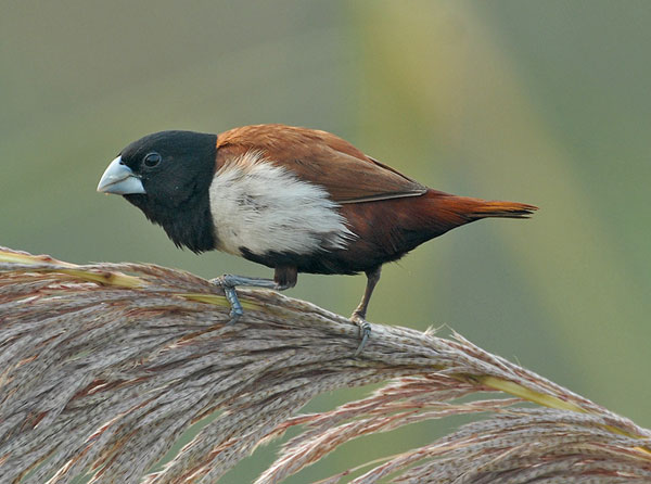 Tricolored Munia (Lonchura malacca) by Nikhil Devasar
