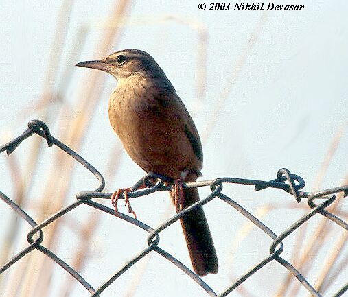 Long-billed Pipit (Anthus similis) by Nikhil Devasar
