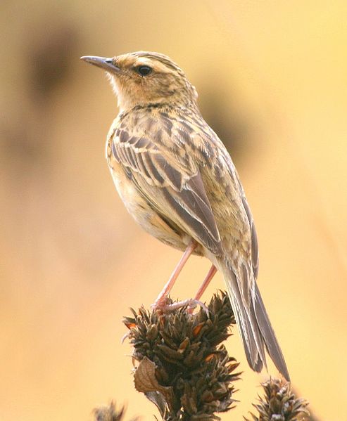 Nilgiri Pipit (Anthus nilghiriensis) ©WikiC
