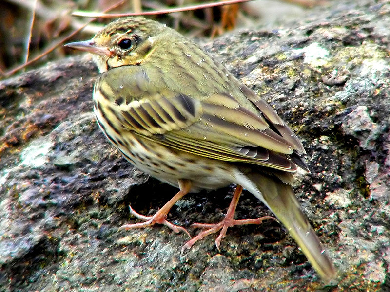 Olive-backed Pipit (Anthus hodgsoni) ©WikiC