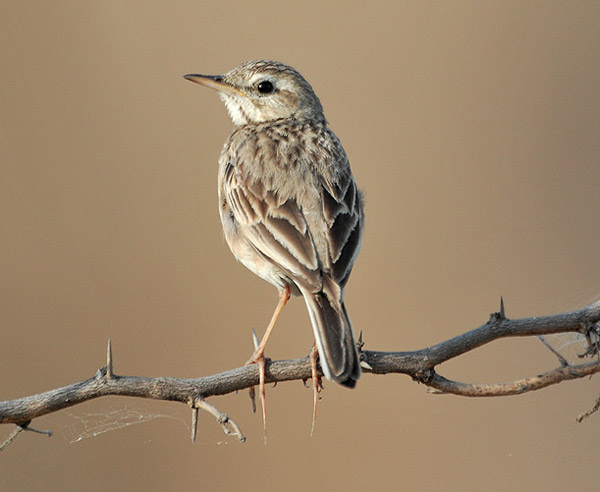 Paddyfield Pipit (Anthus rufulus) by Nikhil