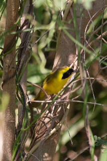 Altamira Yellowthroat (Geothlypis flavovelata) ©WikiC