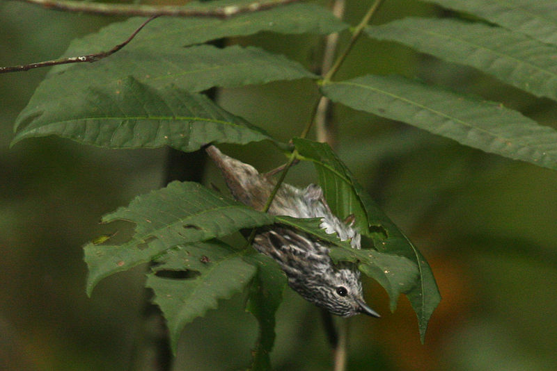 Arrowhead Warbler (Setophaga pharetra) ©WikiC