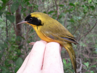 Bahama Yellowthroat (Geothlypis rostrata) ©WikiC