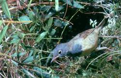 Connecticut Warbler (Oporornis agilis) ©WikiC