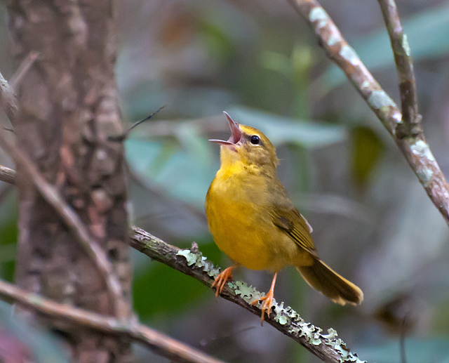 Flavescent Warbler (Myiothlypis flaveolus) by Dario Sanches
