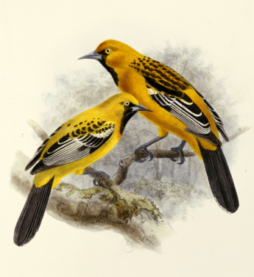 Ecuadorian Cacique (Cacicus sclateri) Drawing WikiC