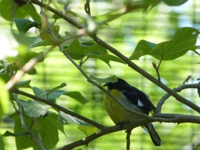 Bananaquit (Coereba flaveola) Cloud Forest by Lee