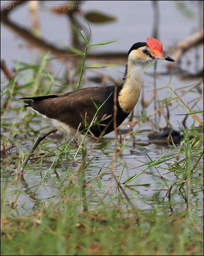 Comb-crested Jacana (Irediparra gallinacea) by Ian's Birdway