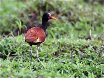 Wattled Jacana (Jacana jacana) by Ian's Birdway