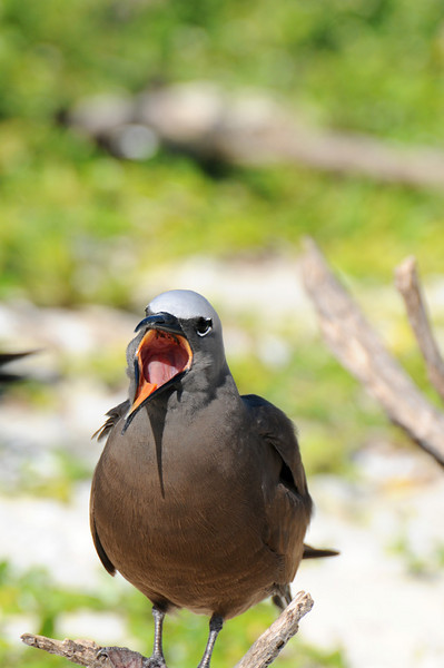 Brown Noddy (Anous stolidus) by Bob-Nan