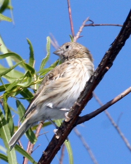 Lesser Grass Finch (Emberizoides ypiranganus) WikiC