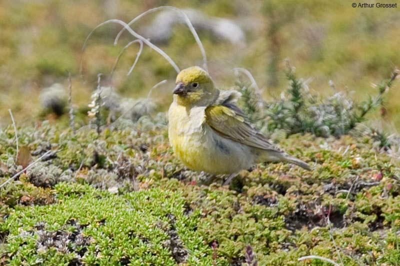 Patagonian Yellow Finch (Sicalis lebruni) ©Arthur Grosset