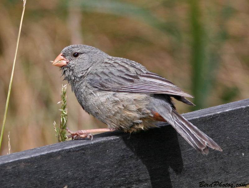 Plain-colored Seedeater (Catamenia inornata minor) ©BirdPhotos.com