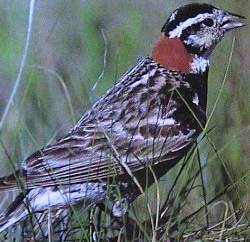 Chestnut-collared Longspur (Calcarius ornatus) WikiC