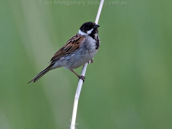 Common Reed Bunting (Emberiza schoeniclus) by Ian