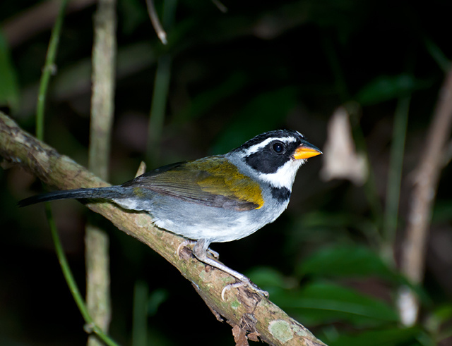 Half-collared Sparrow (Arremon semitorquatus) by Dario Sanches