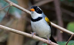 Sunday Inspiration –&nbsp;Sparrows