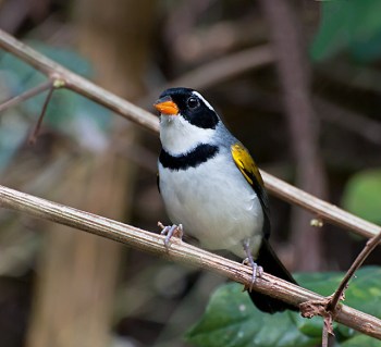 Saffron-billed Sparrow (Arremon flavirostris) by Dario Sanches