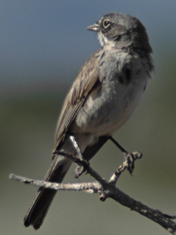 Sage Sparrow (Artemisiospiza nevadensis) ©WikiC