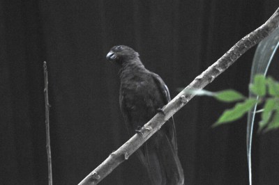 Seychelles Black Parrot is actually Lesser Vasa Parrot (Coracopsis nigra) by Bob-Nan