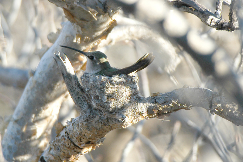 Costa's Hummingbird on Nest (Calypte costae) by Bob-Nan