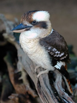 Laughing Kookaburra (Dacelo novaeguineae) by Africaddict